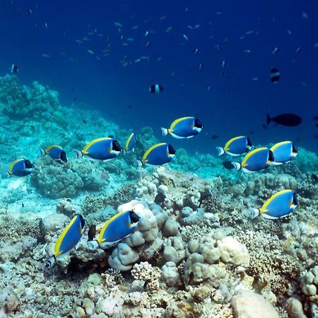 ホテル オーシャン ビレッジ モルディブ Holhudhoo エクステリア 写真